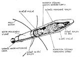 Explorer 1